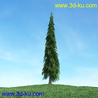 树木模型,植物模型,松树模型,森林模型,各种树木模型合集的图片5