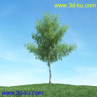 树木模型,植物模型,松树模型,森林模型,各种树木模型合集的图片7