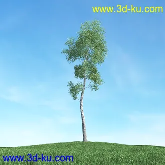 树木模型,植物模型,松树模型,森林模型,各种树木模型合集的图片10