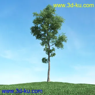 树木模型,植物模型,松树模型,森林模型,各种树木模型合集的图片11