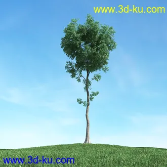 树木模型,植物模型,松树模型,森林模型,各种树木模型合集的图片14