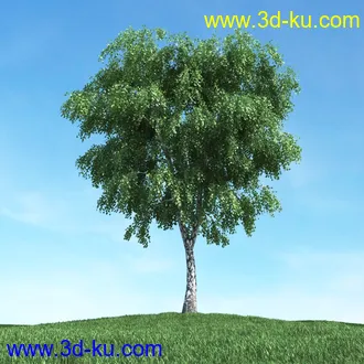 树木模型,植物模型,松树模型,森林模型,各种树木模型合集的图片16