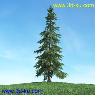 树木模型,植物模型,松树模型,森林模型,各种树木模型合集的图片17