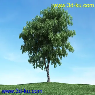 树木模型,植物模型,松树模型,森林模型,各种树木模型合集的图片18