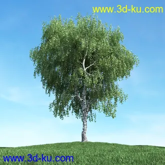 树木模型,植物模型,松树模型,森林模型,各种树木模型合集的图片19