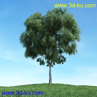 树木模型,植物模型,松树模型,森林模型,各种树木模型合集的图片20