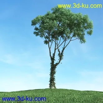 树木模型,植物模型,松树模型,森林模型,各种树木模型合集的图片22