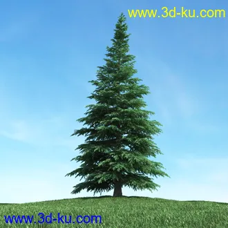 树木模型,植物模型,松树模型,森林模型,各种树木模型合集的图片24