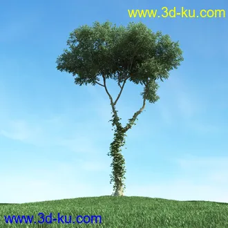 树木模型,植物模型,松树模型,森林模型,各种树木模型合集的图片25