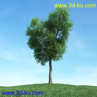 树木模型,植物模型,松树模型,森林模型,各种树木模型合集的图片26