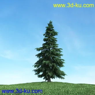 树木模型,植物模型,松树模型,森林模型,各种树木模型合集的图片29