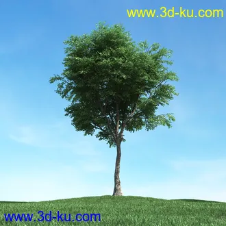 树木模型,植物模型,松树模型,森林模型,各种树木模型合集的图片30