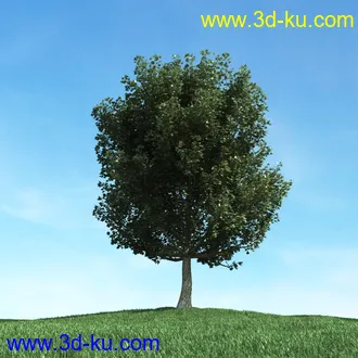 树木模型,植物模型,松树模型,森林模型,各种树木模型合集的图片31