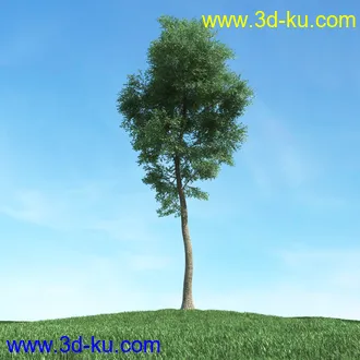 树木模型,植物模型,松树模型,森林模型,各种树木模型合集的图片32