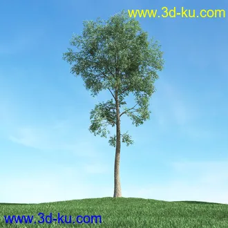 树木模型,植物模型,松树模型,森林模型,各种树木模型合集的图片34