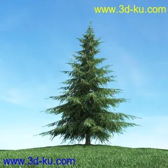 树木模型,植物模型,松树模型,森林模型,各种树木模型合集的图片35