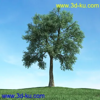 树木模型,植物模型,松树模型,森林模型,各种树木模型合集的图片38