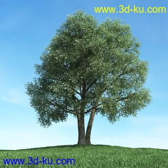 树木模型,植物模型,松树模型,森林模型,各种树木模型合集的图片39