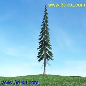 树木模型,植物模型,松树模型,森林模型,各种树木模型合集的图片40