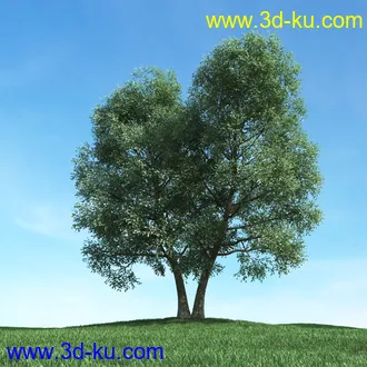 树木模型,植物模型,松树模型,森林模型,各种树木模型合集的图片41