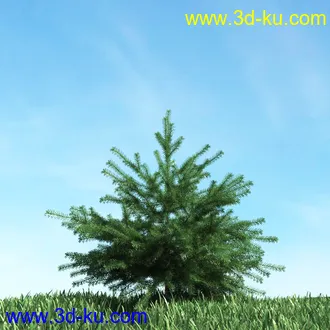 树木模型,植物模型,松树模型,森林模型,各种树木模型合集的图片