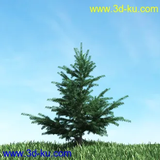 树木模型,植物模型,松树模型,森林模型,各种树木模型合集的图片