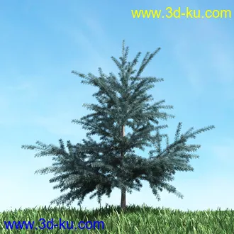 树木模型,植物模型,松树模型,森林模型,各种树木模型合集的图片