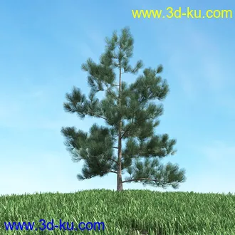 树木模型,植物模型,松树模型,森林模型,各种树木模型合集的图片