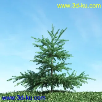 树木模型,植物模型,松树模型,森林模型,各种树木模型合集的图片