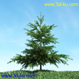 树木模型,植物模型,松树模型,森林模型,各种树木模型合集的图片