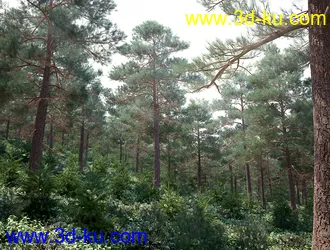 树木模型,植物模型,松树模型,森林模型,各种树木模型合集的图片