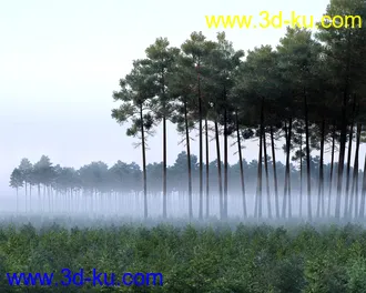 树木模型,植物模型,松树模型,森林模型,各种树木模型合集的图片