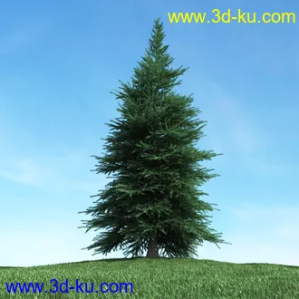树木模型,植物模型,松树模型,森林模型,各种树木模型合集的图片
