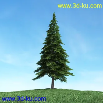 树木模型,植物模型,松树模型,森林模型,各种树木模型合集的图片