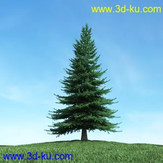 树木模型,植物模型,松树模型,森林模型,各种树木模型合集的图片