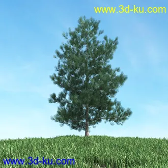 树木模型,植物模型,松树模型,森林模型,各种树木模型合集的图片