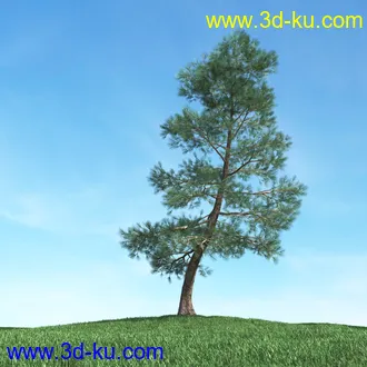 树木模型,植物模型,松树模型,森林模型,各种树木模型合集的图片