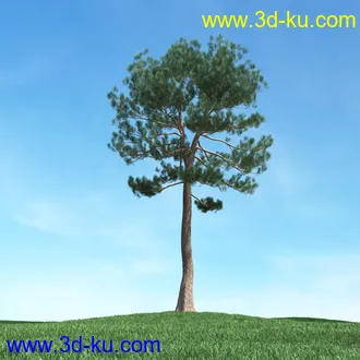 树木模型,植物模型,松树模型,森林模型,各种树木模型合集的图片