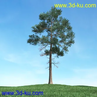 树木模型,植物模型,松树模型,森林模型,各种树木模型合集的图片