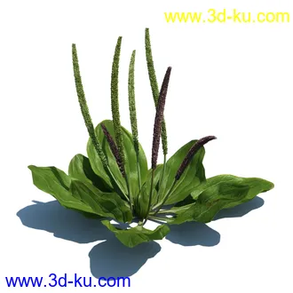 稗子,稗草,小野芝麻,菵草,西洋蒲公英,梯牧草,虉草,大荨麻,车前子,小草模型合集的图片