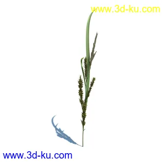 稗子,稗草,小野芝麻,菵草,西洋蒲公英,梯牧草,虉草,大荨麻,车前子,小草模型合集的图片