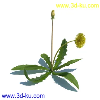稗子,稗草,小野芝麻,菵草,西洋蒲公英,梯牧草,虉草,大荨麻,车前子,小草模型合集的图片