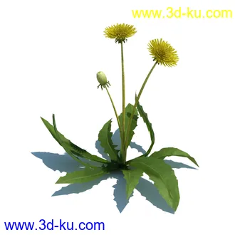 稗子,稗草,小野芝麻,菵草,西洋蒲公英,梯牧草,虉草,大荨麻,车前子,小草模型合集的图片