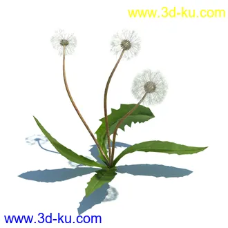 稗子,稗草,小野芝麻,菵草,西洋蒲公英,梯牧草,虉草,大荨麻,车前子,小草模型合集的图片
