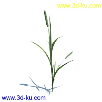 稗子,稗草,小野芝麻,菵草,西洋蒲公英,梯牧草,虉草,大荨麻,车前子,小草模型合集的图片