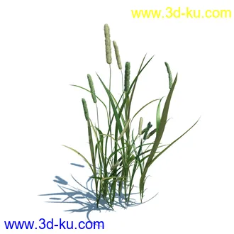 稗子,稗草,小野芝麻,菵草,西洋蒲公英,梯牧草,虉草,大荨麻,车前子,小草模型合集的图片
