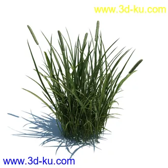 稗子,稗草,小野芝麻,菵草,西洋蒲公英,梯牧草,虉草,大荨麻,车前子,小草模型合集的图片