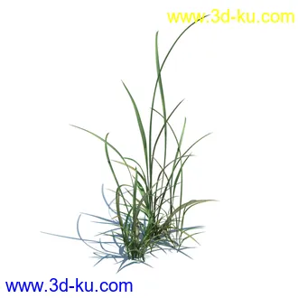 稗子,稗草,小野芝麻,菵草,西洋蒲公英,梯牧草,虉草,大荨麻,车前子,小草模型合集的图片