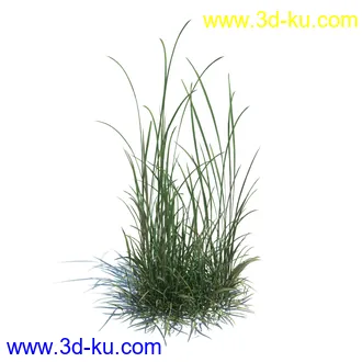稗子,稗草,小野芝麻,菵草,西洋蒲公英,梯牧草,虉草,大荨麻,车前子,小草模型合集的图片