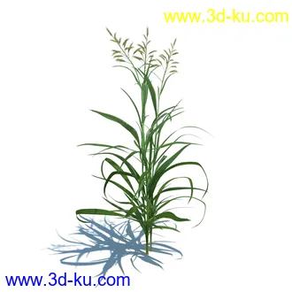 稗子,稗草,小野芝麻,菵草,西洋蒲公英,梯牧草,虉草,大荨麻,车前子,小草模型合集的图片